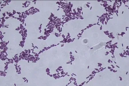bacteria under microscope