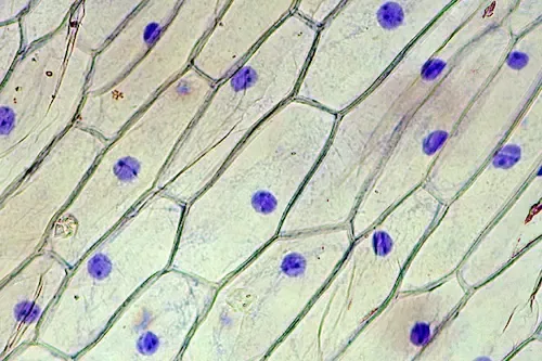 onion cells under microscope