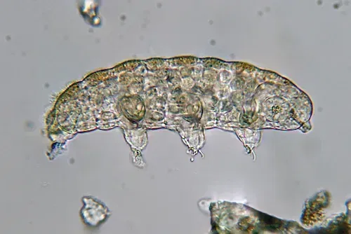 water bear under microscope (Tardigrades)